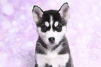 Siberian Husky Puppy