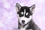 Siberian Husky Puppy