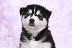 Siberian Husky Puppy