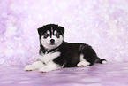Siberian Husky Puppy