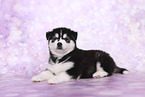 Siberian Husky Puppy