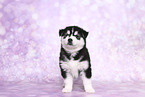 Siberian Husky Puppy