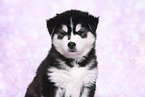 Siberian Husky Puppy