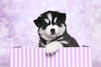Siberian Husky Puppy