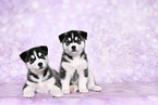 Siberian Husky Puppies