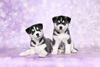 Siberian Husky Puppies