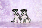 Siberian Husky Puppies
