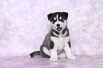 Siberian Husky Puppy