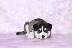 Siberian Husky Puppy