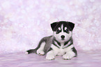 Siberian Husky Puppy