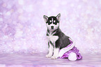 Siberian Husky Puppy