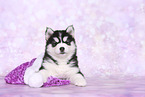 Siberian Husky Puppy