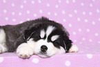 Siberian Husky Puppy