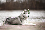 adult Siberian Husky
