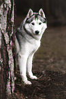 adult Siberian Husky