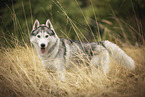 adult Siberian Husky