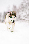 Siberian Husky in winter
