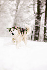 Siberian Husky in winter