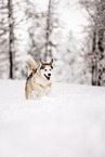 Siberian Husky in winter