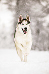 Siberian Husky in winter