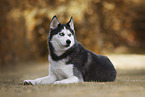 Siberian Husky