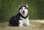 Siberian Husky