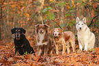 4 dogs