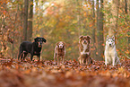 4 dogs