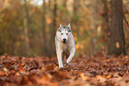 Siberian Husky in autumn