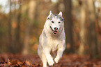 Siberian Husky in autumn