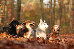 4 dogs