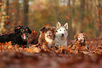 4 dogs