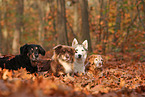 4 dogs