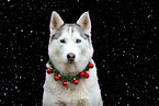Siberian Husky