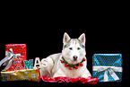 Siberian Husky