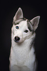 Siberian Husky
