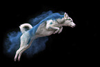 Siberian Husky