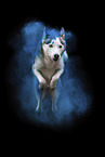 Siberian Husky