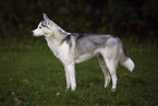 Siberian Husky