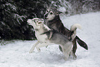 2 dogs