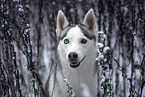 Siberian Husky