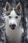 Siberian Husky