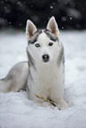 Siberian Husky