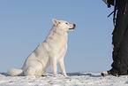 Siberian Husky