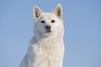 Siberian Husky