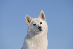 Siberian Husky