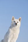 Siberian Husky