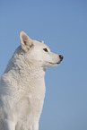 Siberian Husky