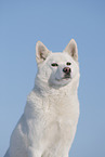 Siberian Husky