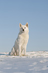 Siberian Husky